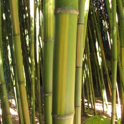 Phyllostachys b. Castillonis I